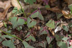 Violet woodsorrel